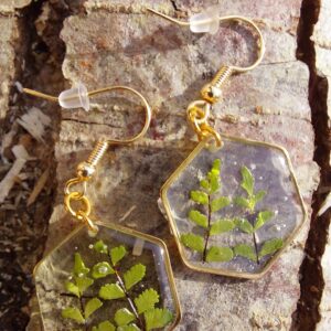 capillaiure des murailles hexagone