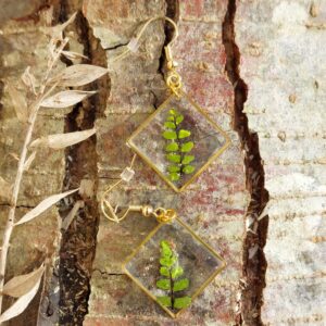 capillaiure des murailles hexagone