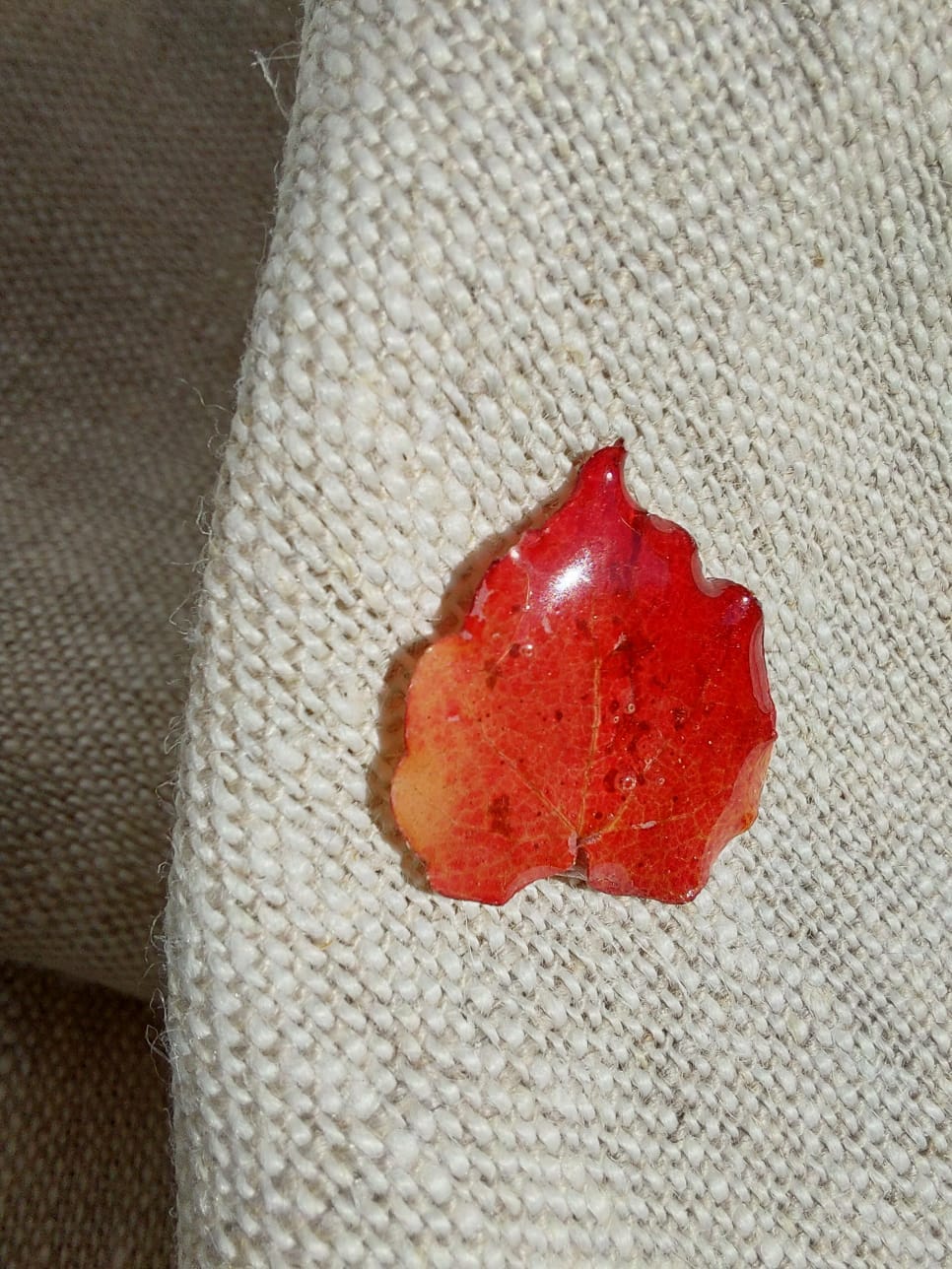 pins vigne vierge pins vigne vierge