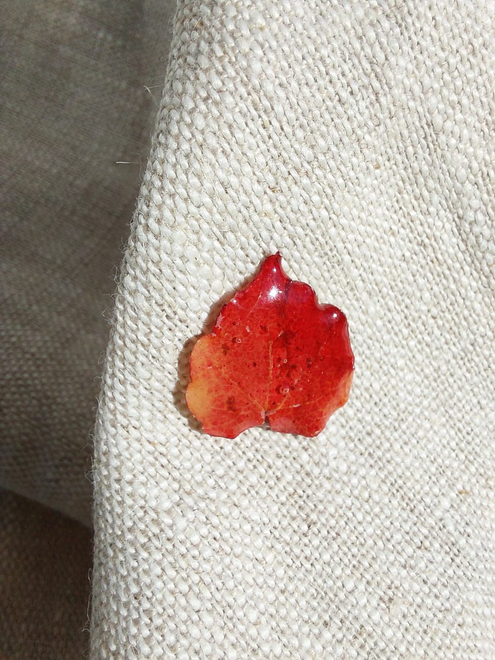 pins vigne vierge pins vigne vierge