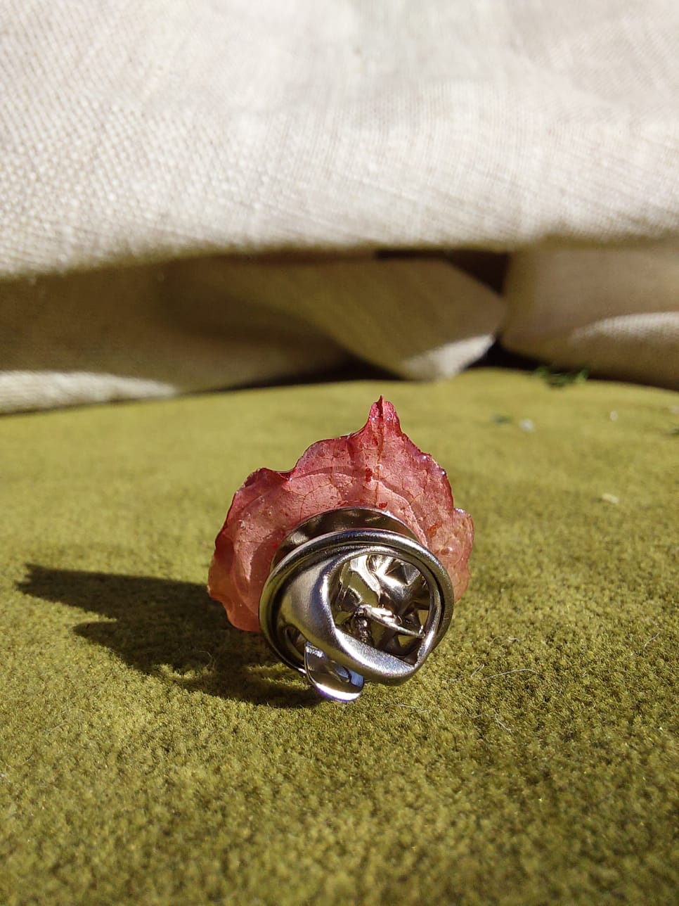 pins vigne vierge pins vigne vierge