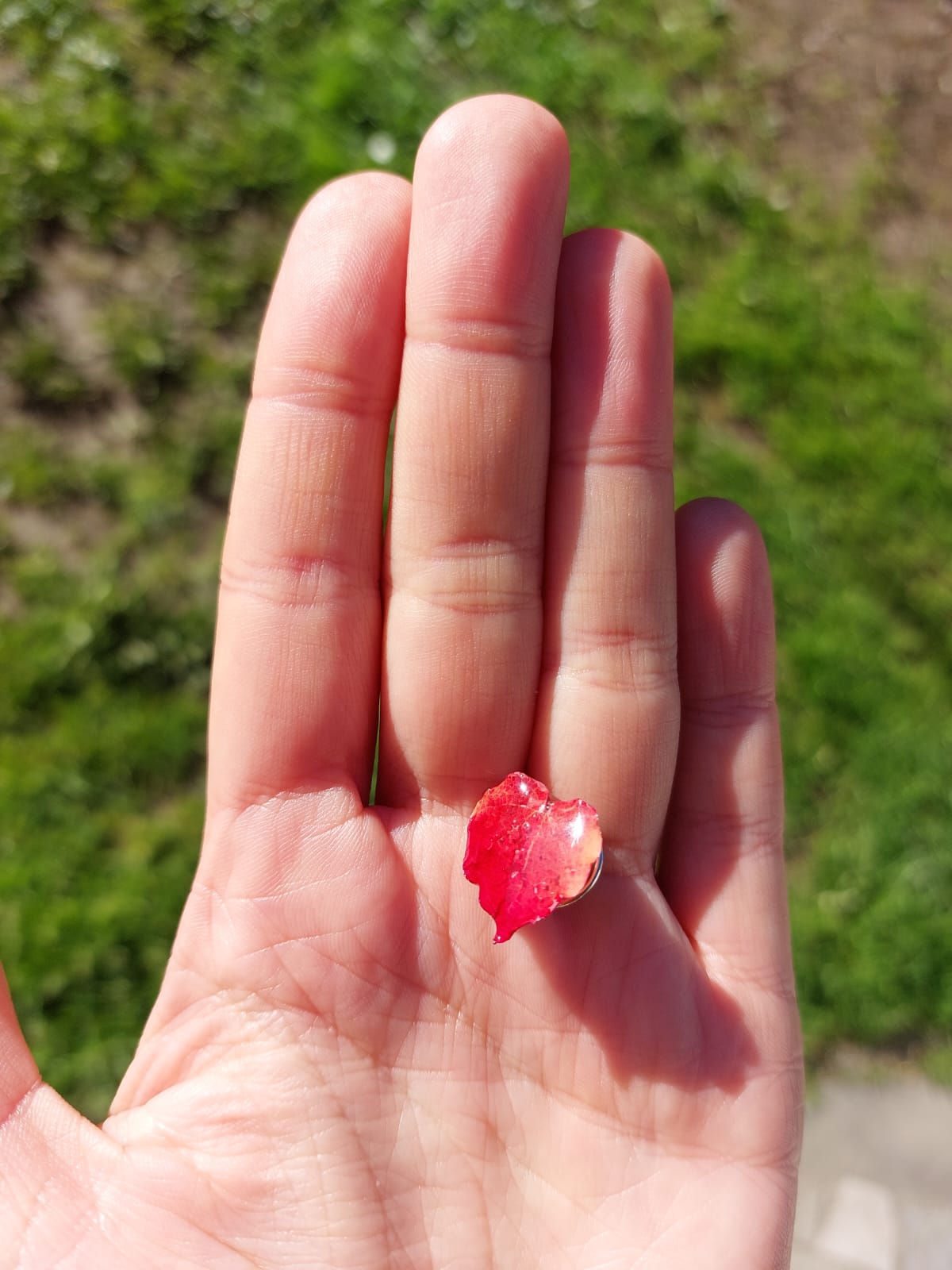 pins vigne vierge pins vigne vierge