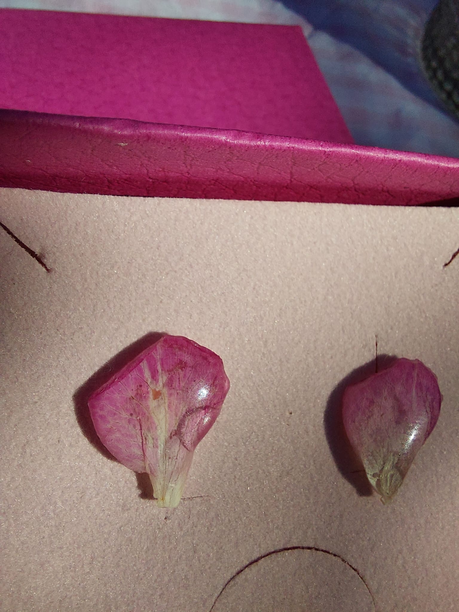rosa puces modèle 2 rosa puces modèle 2