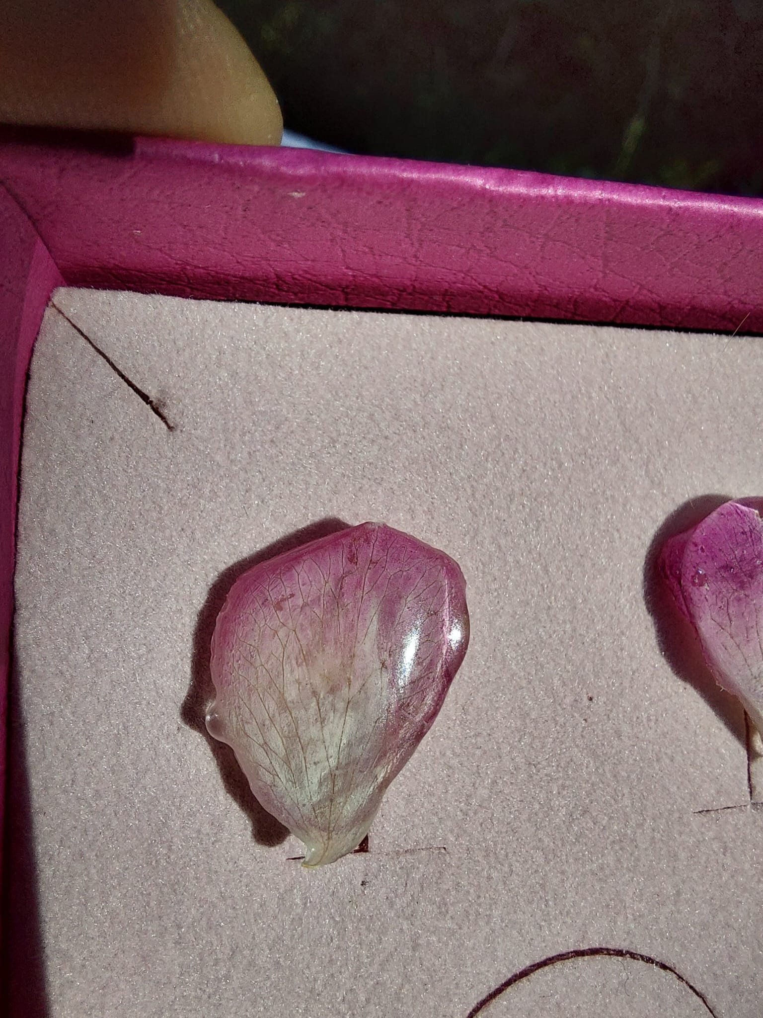 rosa puces modèle 3 rosa puces modèle 3